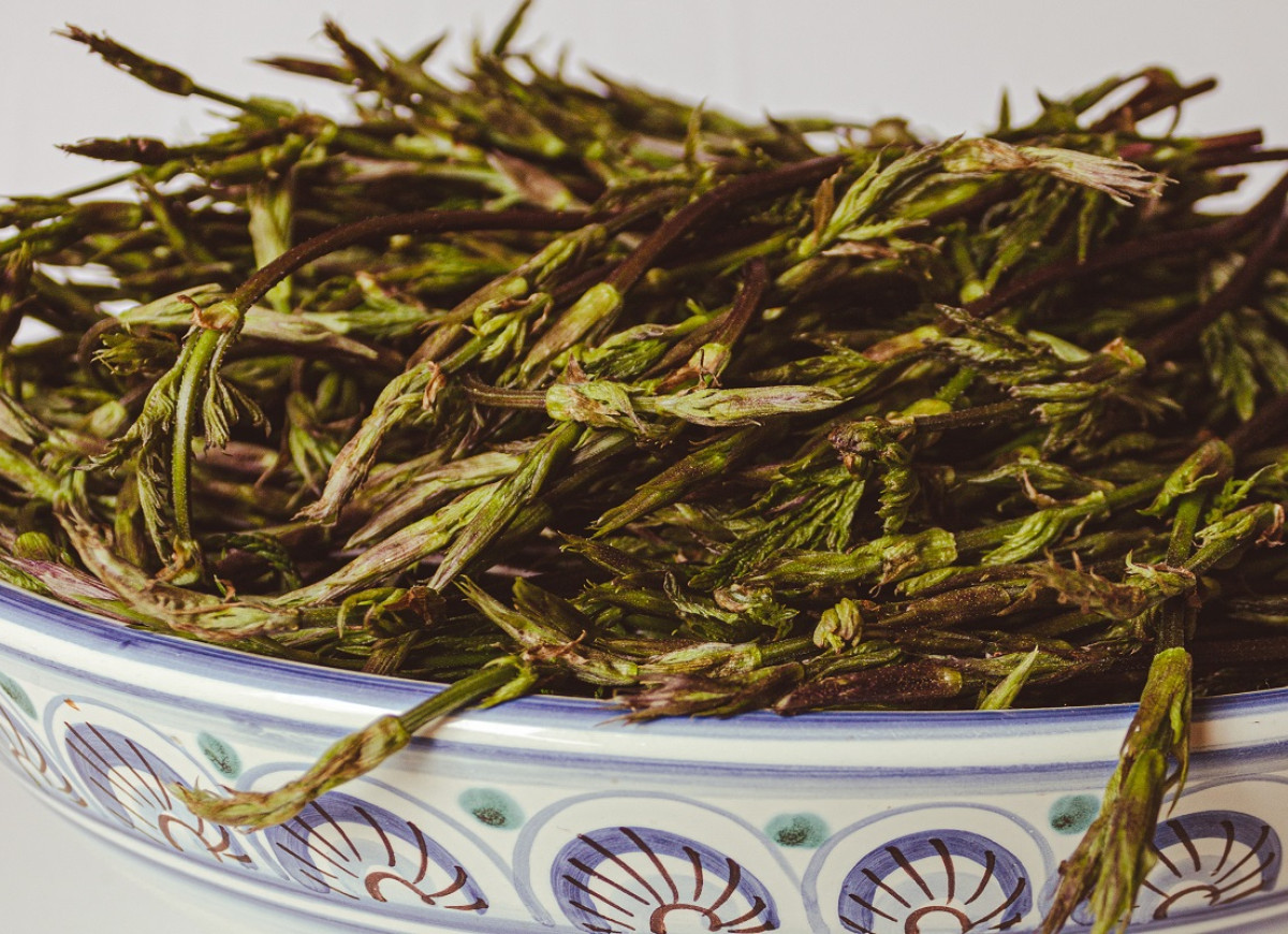 dzikie pędy chmielu jak szparagi