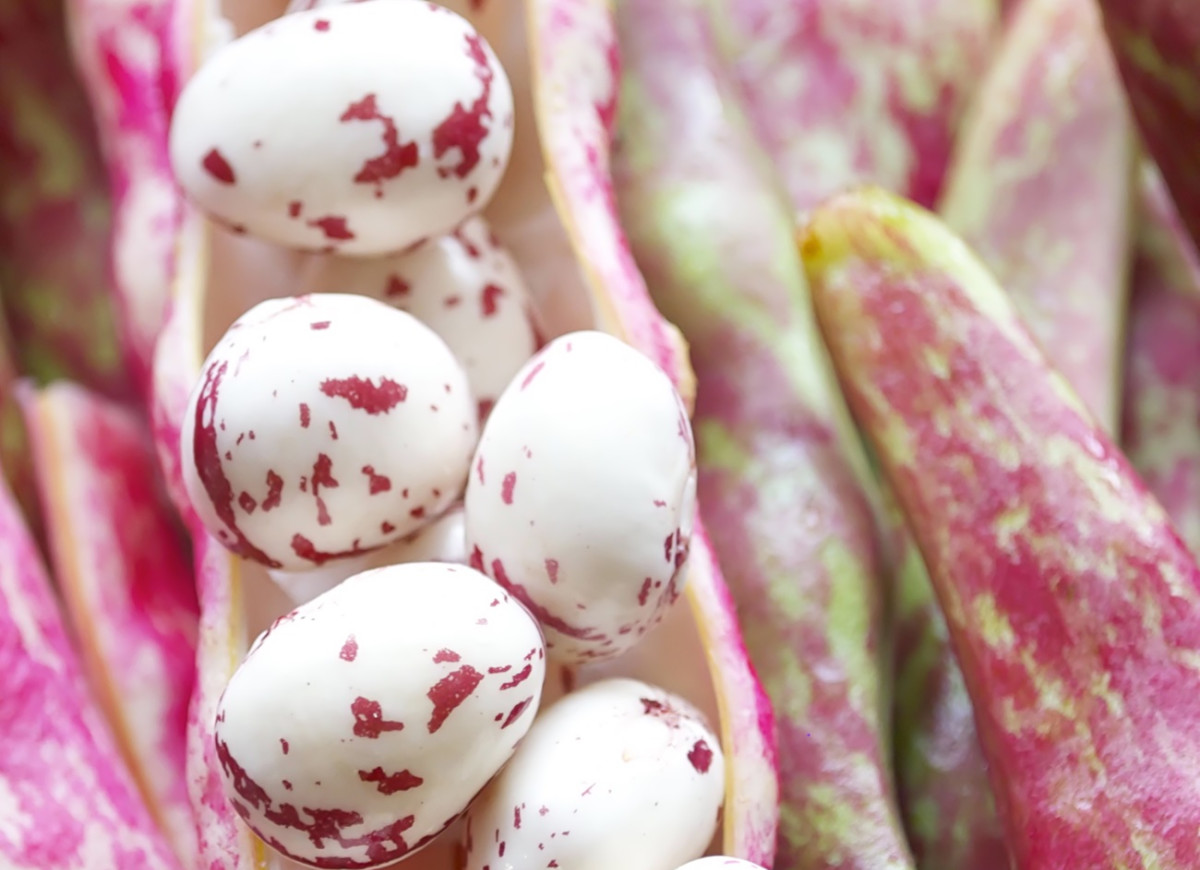 fasola borlotti