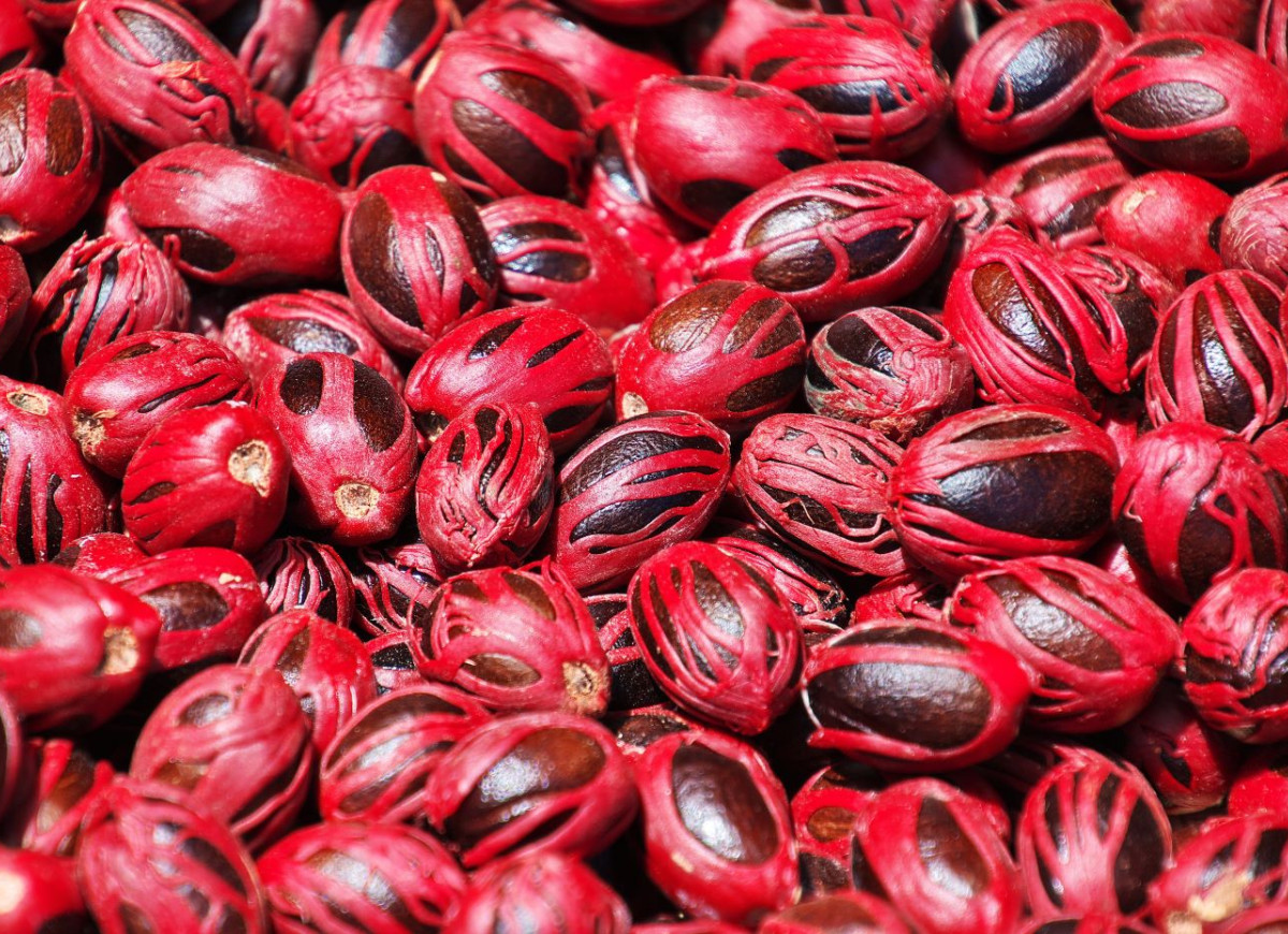 gałka muszkatołowa