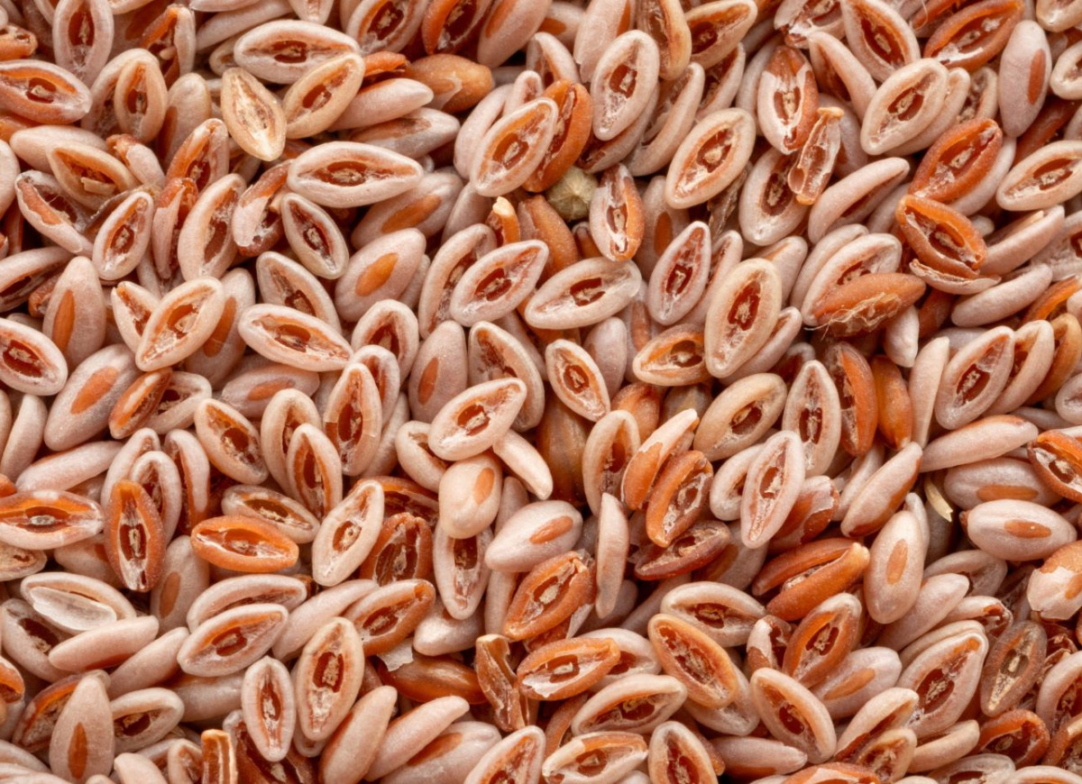 babka jajowata