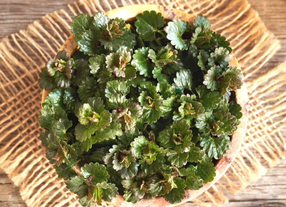 Bluszczyk kurdybanek