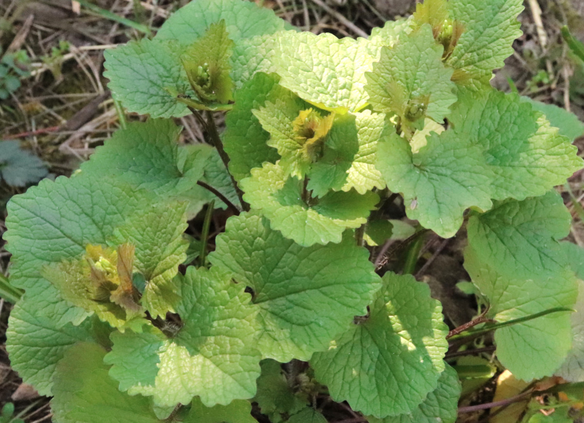 Czosnaczek pospolity