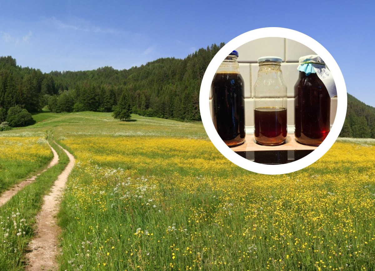 domowy miód z mniszka