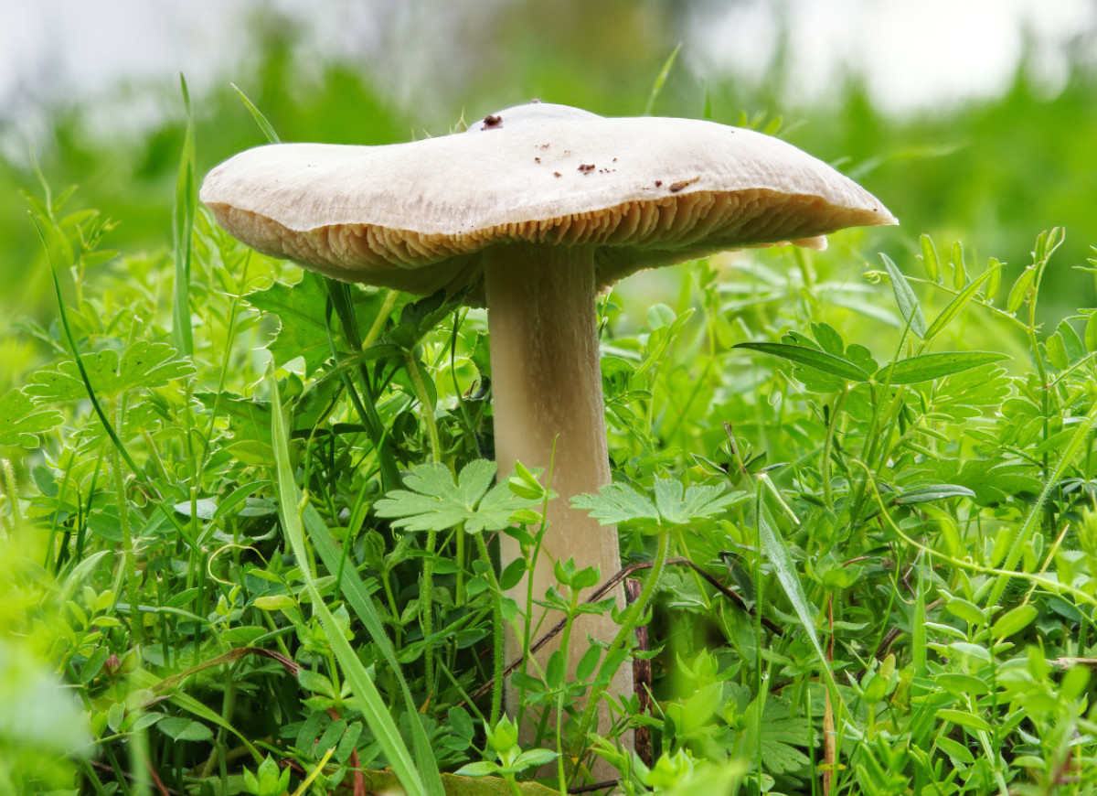 Ciemnobiałka płowa