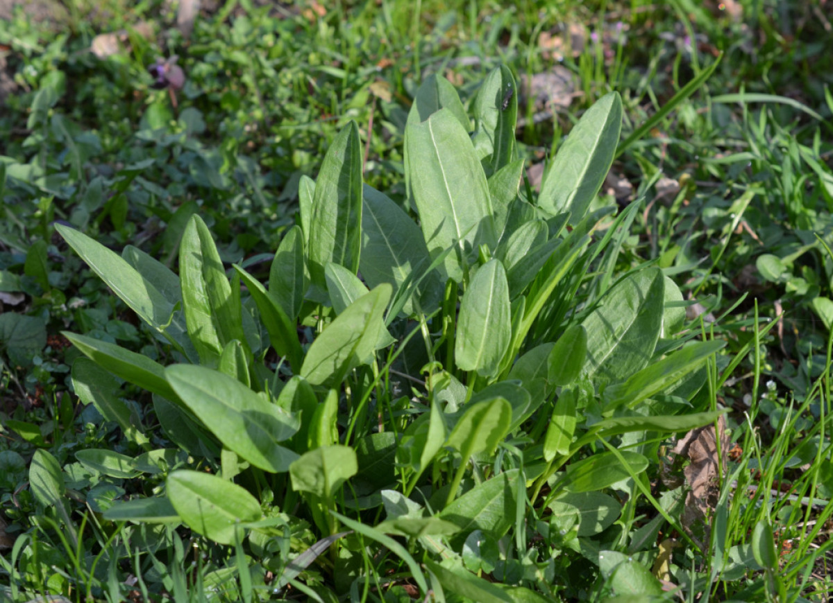 młody szczaw zwyczajny