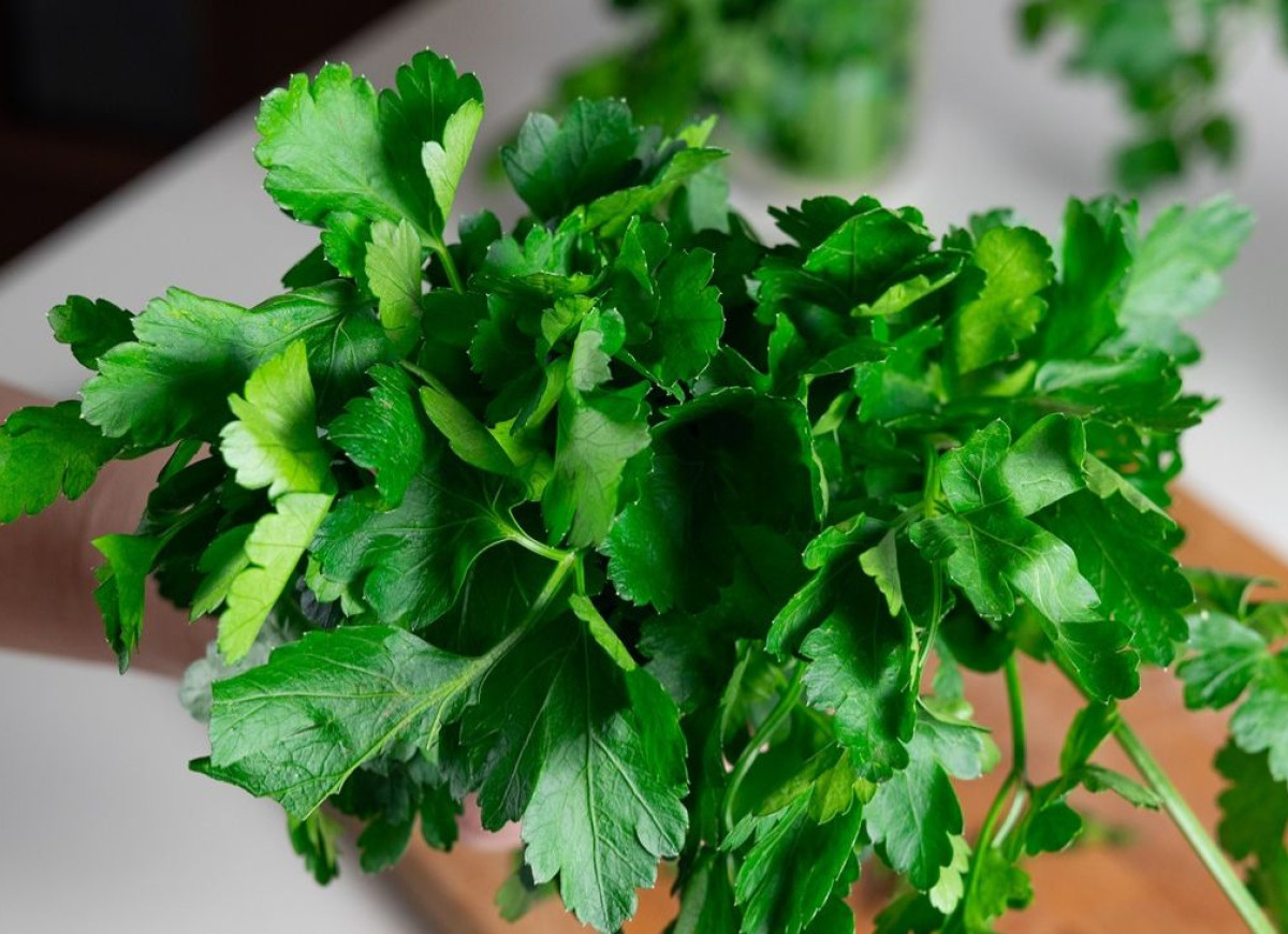 świeża natka pietruszki