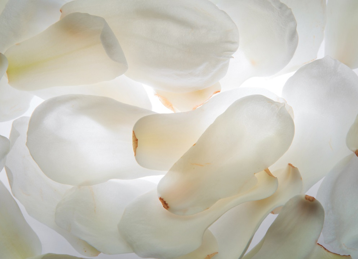 kwiaty magnolii