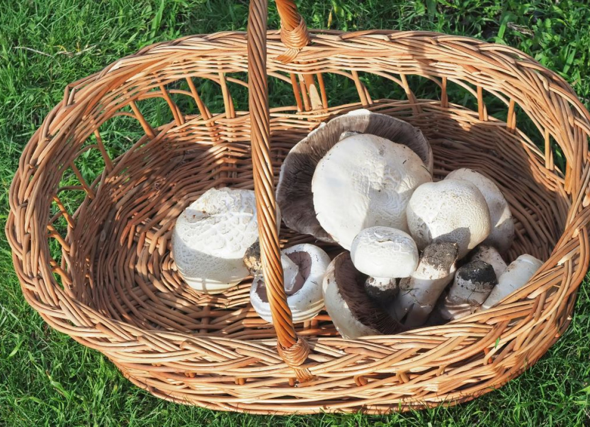 pieczarka łąkowa