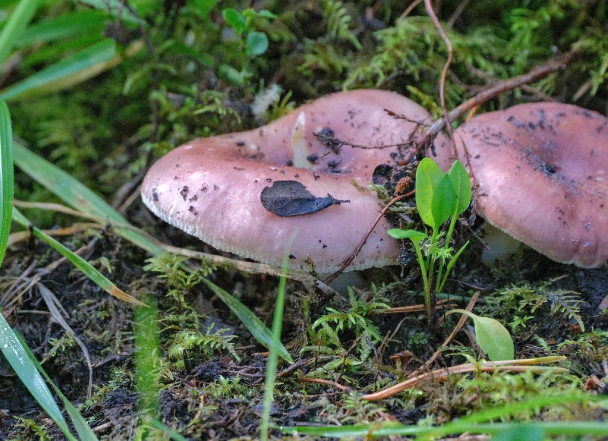 gołąbek wyborny