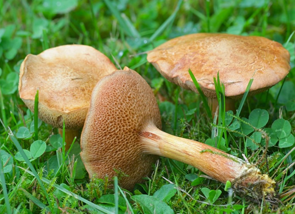 maślaczek pieprzowy