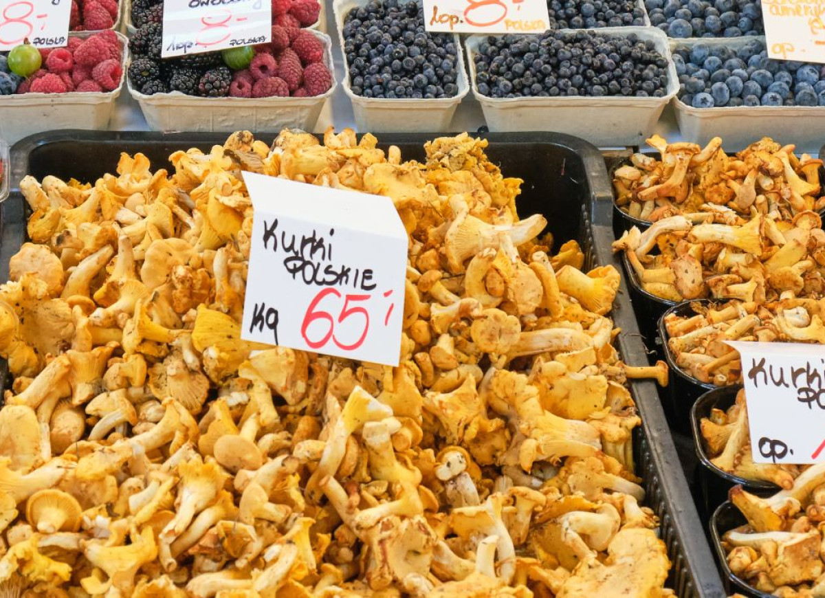 jak kupować kurki - świeże kurki