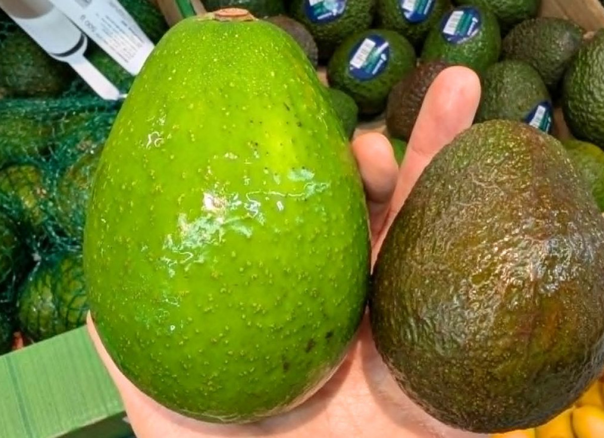 awokado zutano