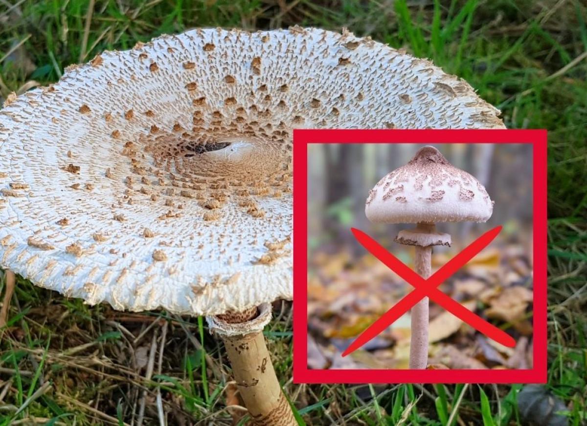 sobowtór kani - czubajeczka cielista