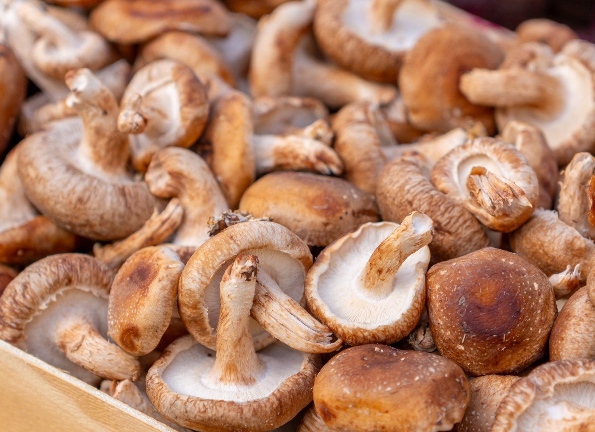 shiitake