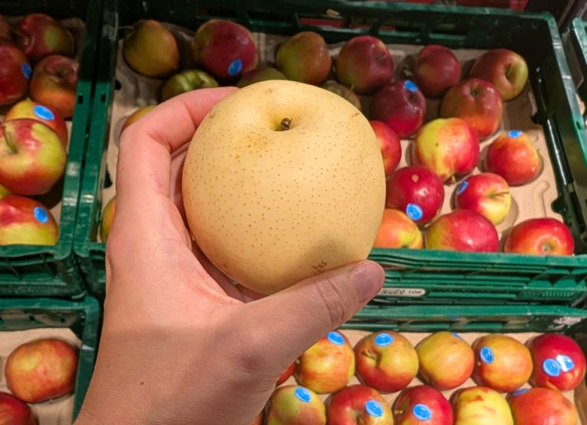 gruszka nashi