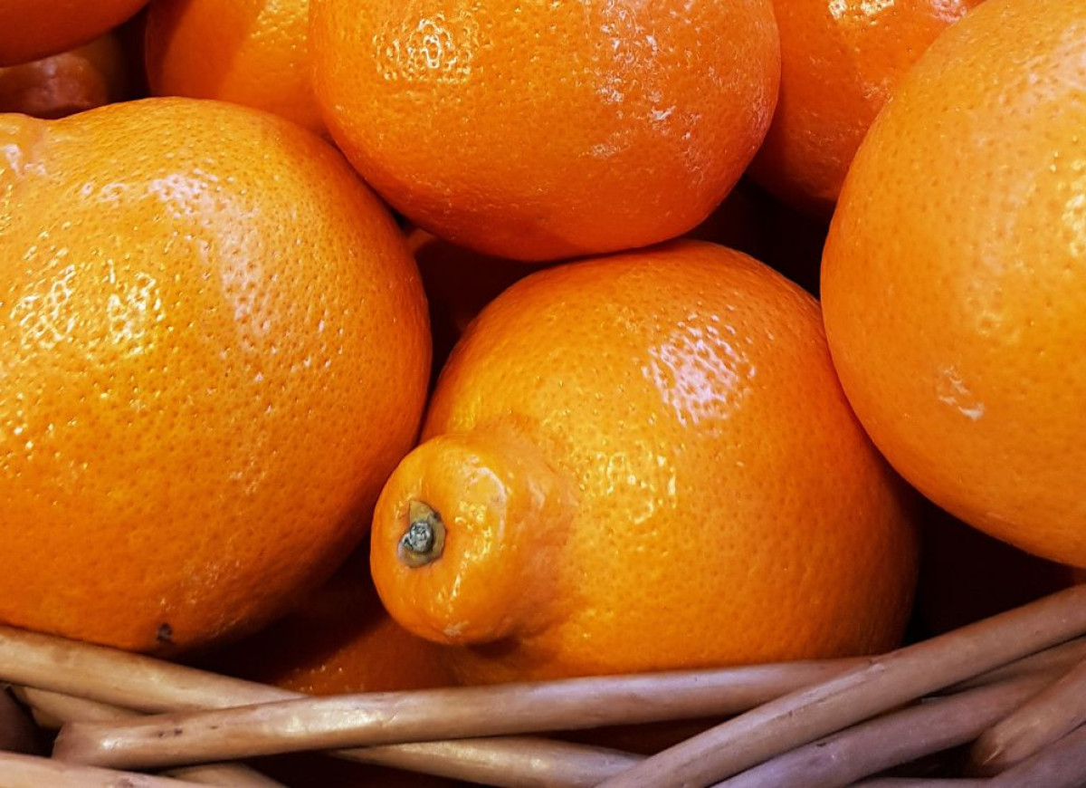 tangelo odmiany minneola