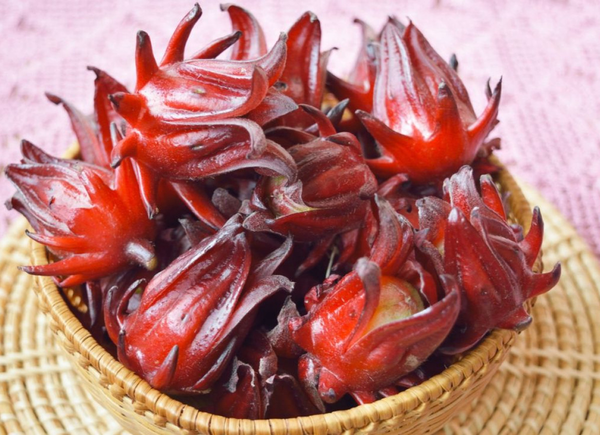 kielichy kwiatowe ketmii szczawiowej (hibiskusa)