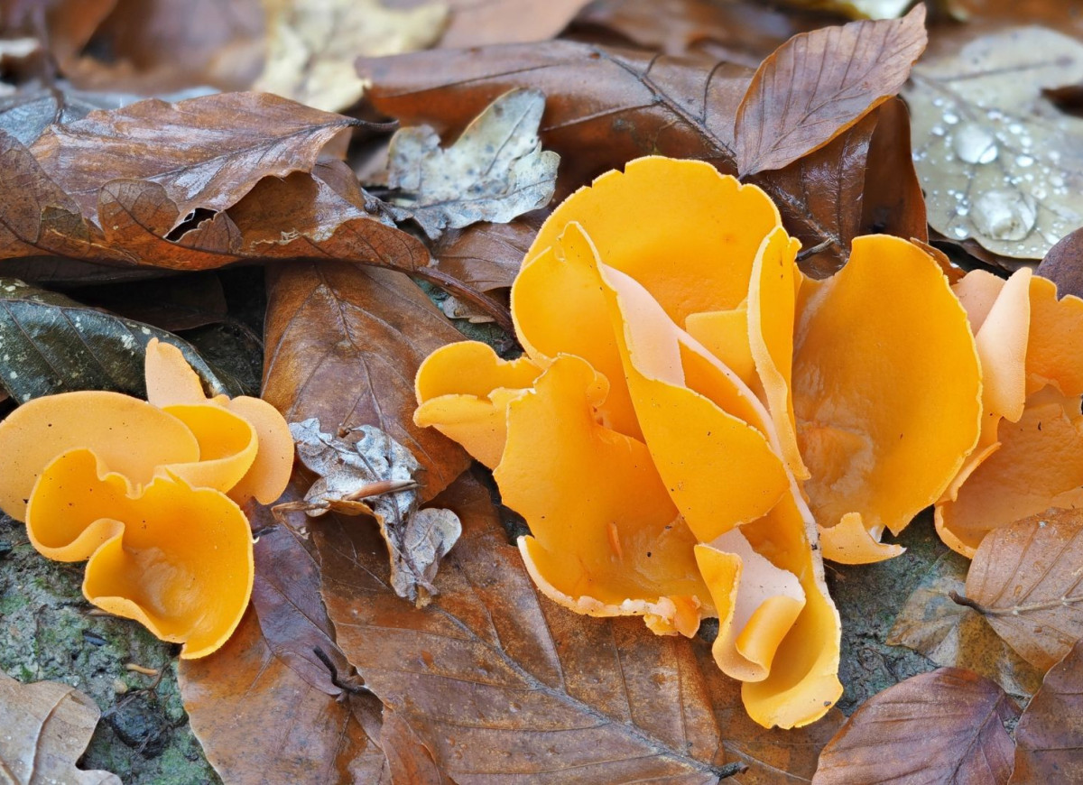 dzieżka pomarańczowa