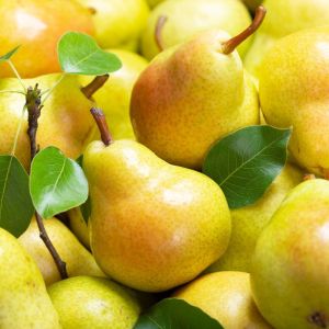 Gruszka pomarańczówka