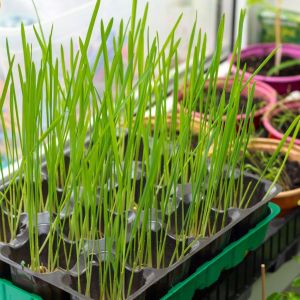 kiedy siać owies na wielkanoc