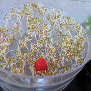 rzeżucha słabo rośnie