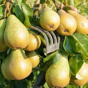 gruszka Proboszczówka