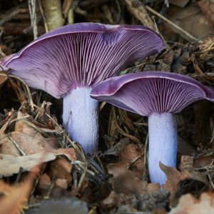 gąsówka fioletowawa