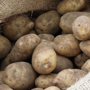 Irga najlepsze ziemniaki do przechowywania