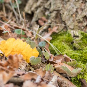 trzęsak pomarańczowożółty