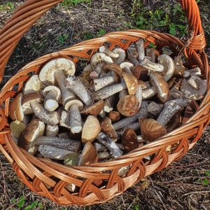 koszyk grzybów koźlarz babka