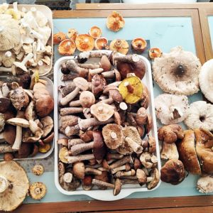 grzyby późnojesienne