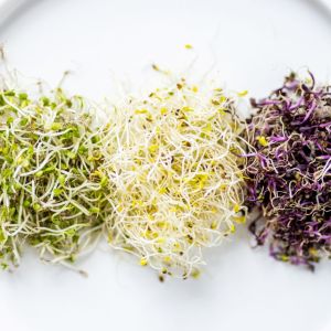 hodowanie kiełków w woreczku