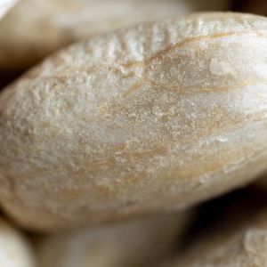 nasiona słonecznika