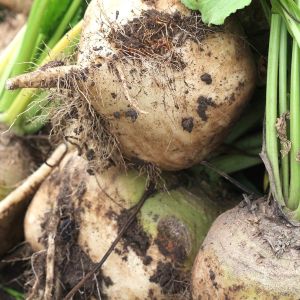 biały burak ćwikłowy