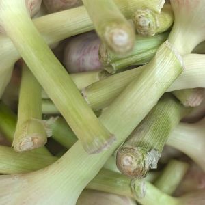 młody czosnek