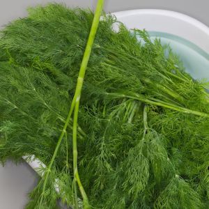 podcinanie łodyg koperku