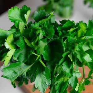 świeża natka pietruszki