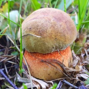 borowik ceglastopory