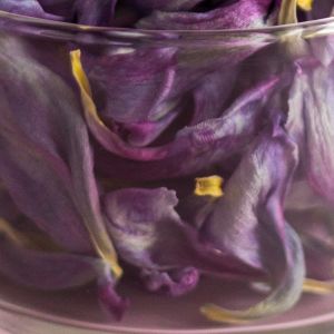 płatki tulipanów w słoiku