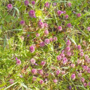 Jasnota purpurowa