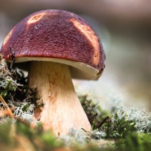 borowik sosnowy
