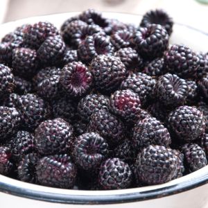 Czarne maliny