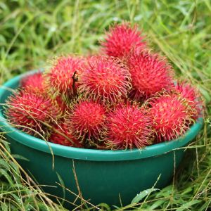 rambutan