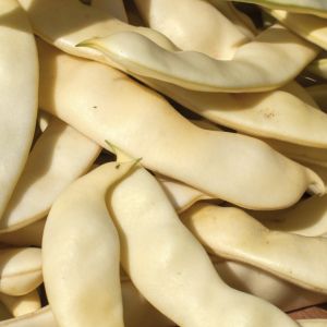 Fasolka Mamut