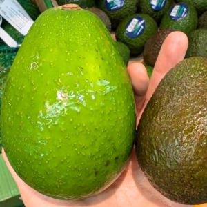 awokado zutano