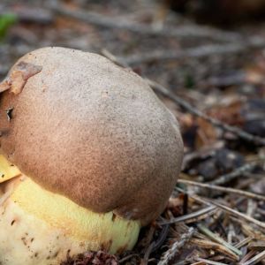 borowik górski - masłoborowik górski