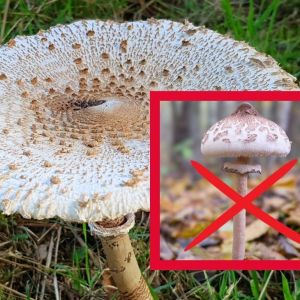 sobowtór kani - czubajeczka cielista