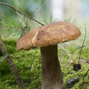 Borowik brzozowy
