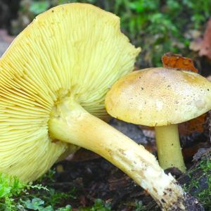 gąska liściowata