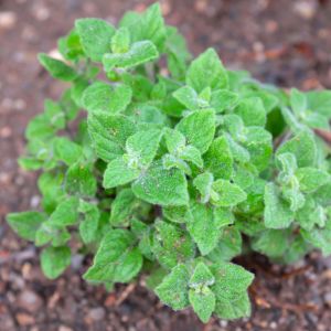 kalaminta